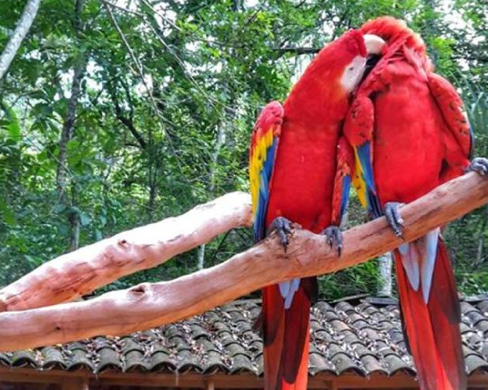 Parque de Aves