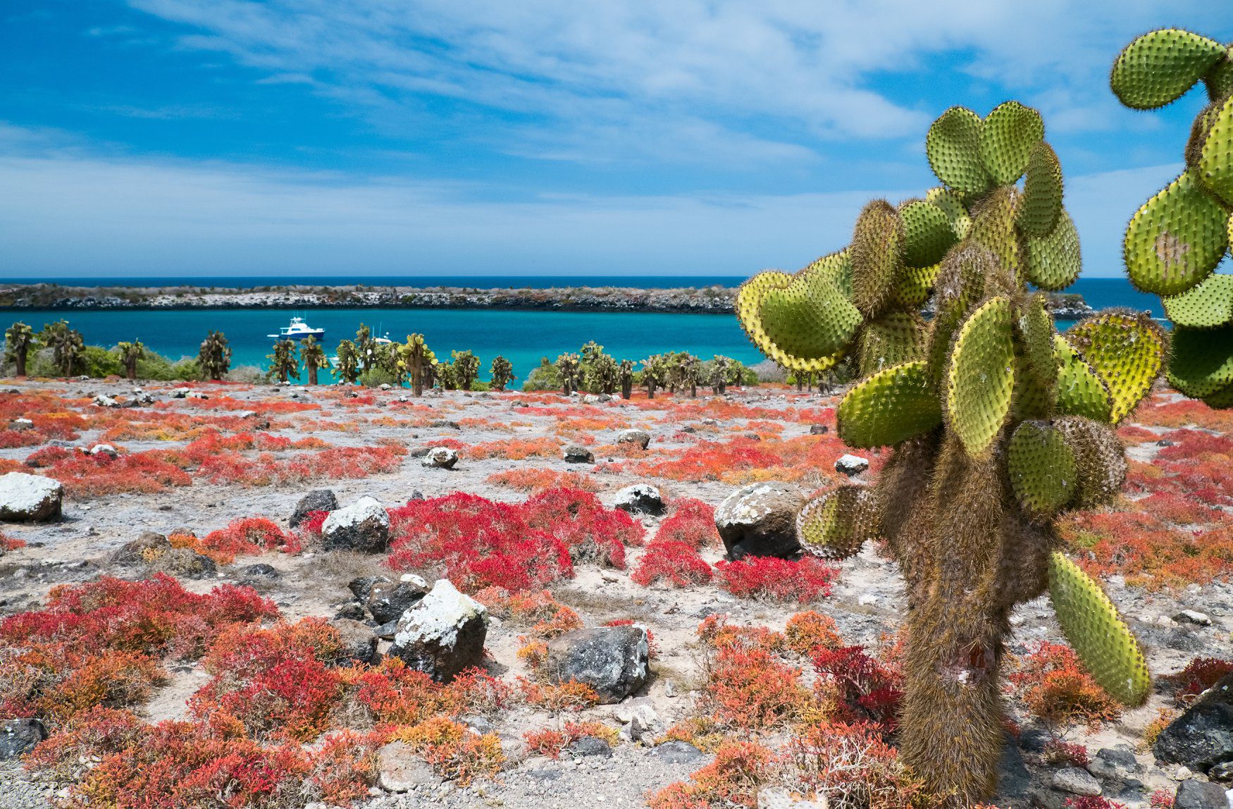 Flora and Fauna galapagos