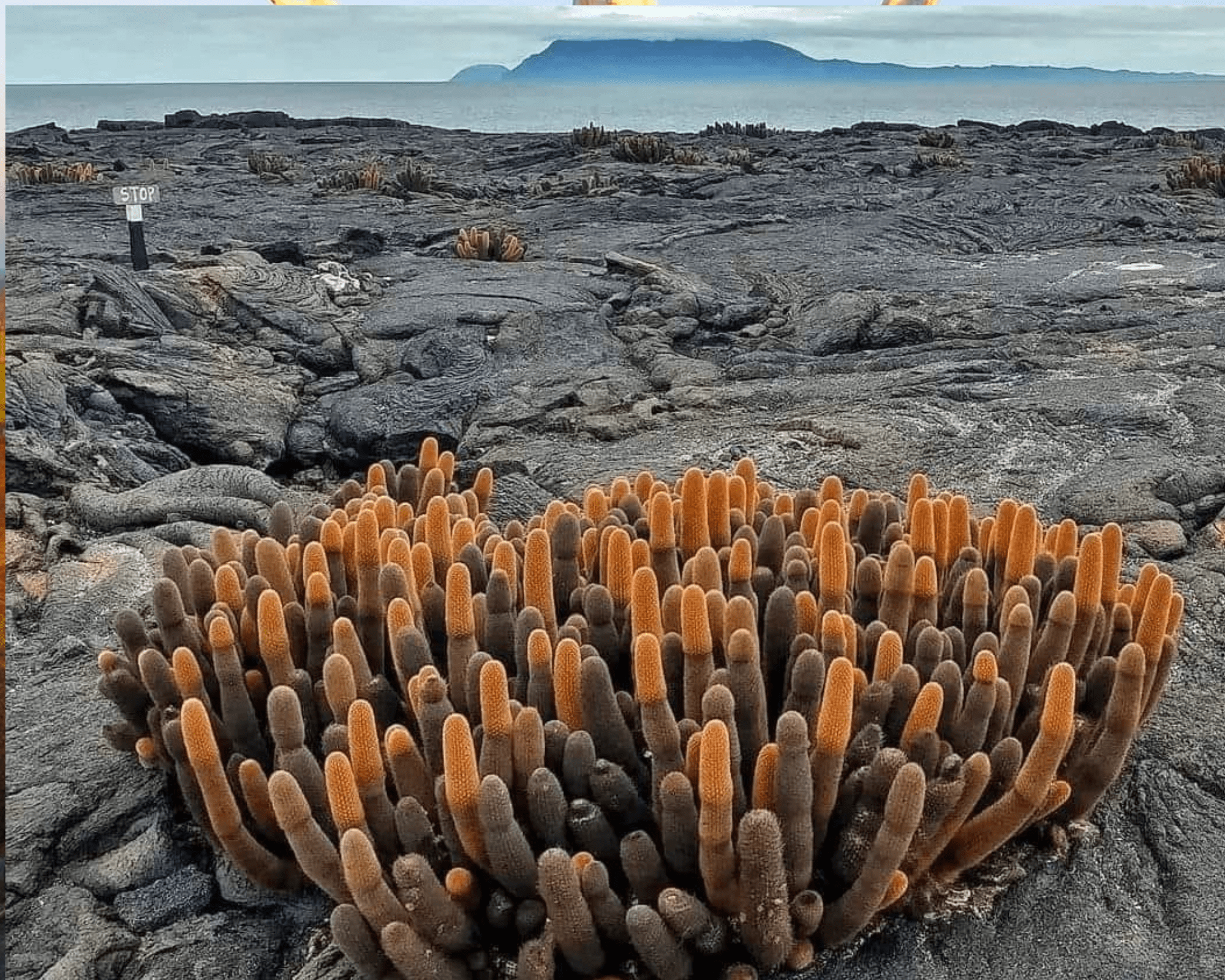 Galapagos plant