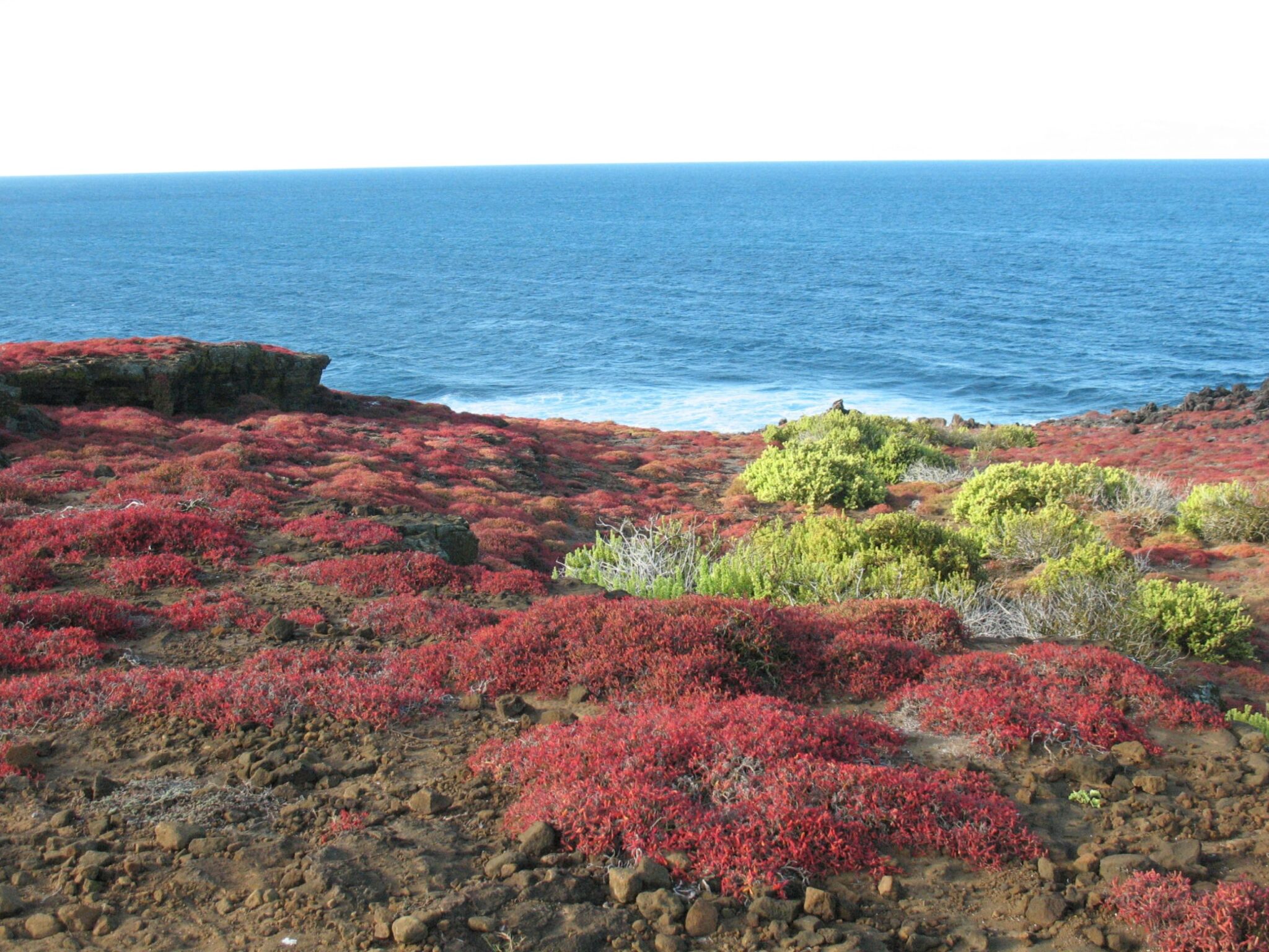 Vegetation Galapagos