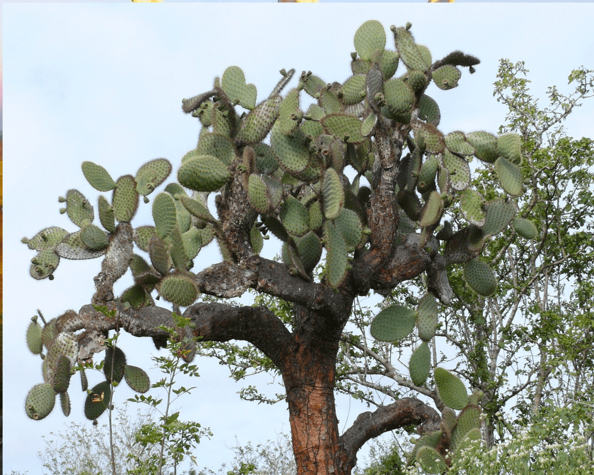 puntia echios, tree-shaped prickly pear on Santa Cruz, Galapagos