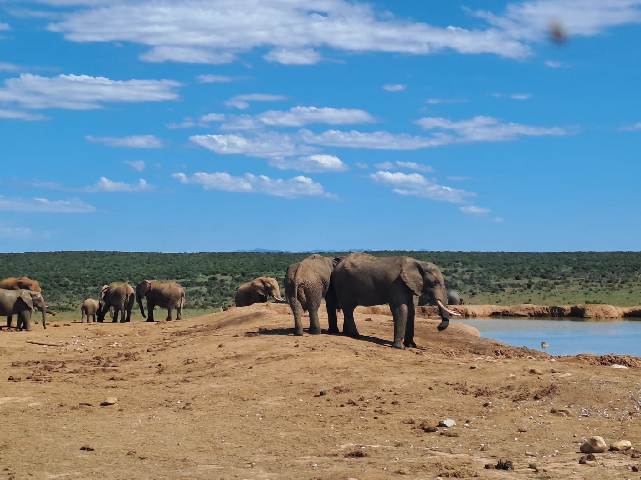 Addo Elephant,National Park