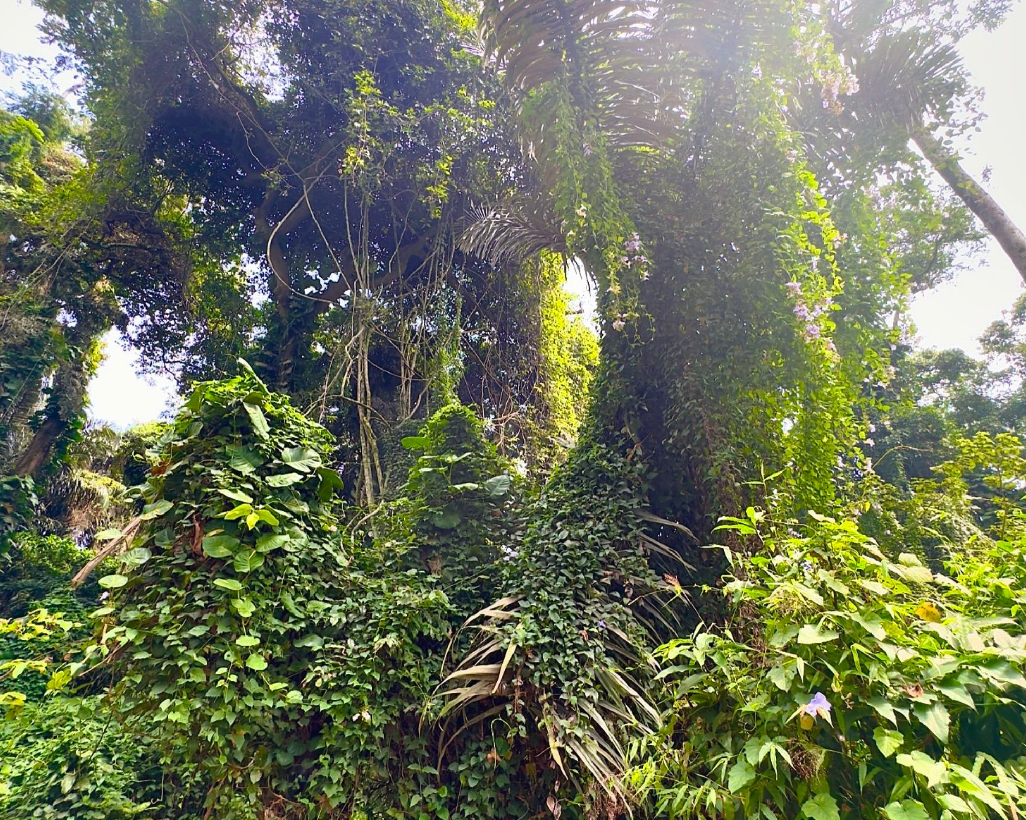 Entebbe Botanical Garden