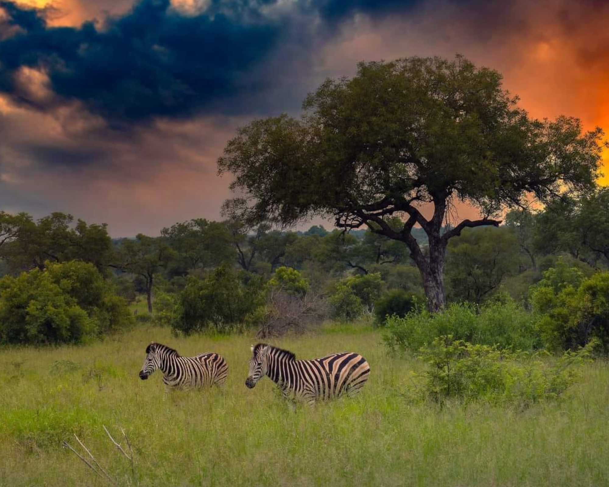 Kruger National Park