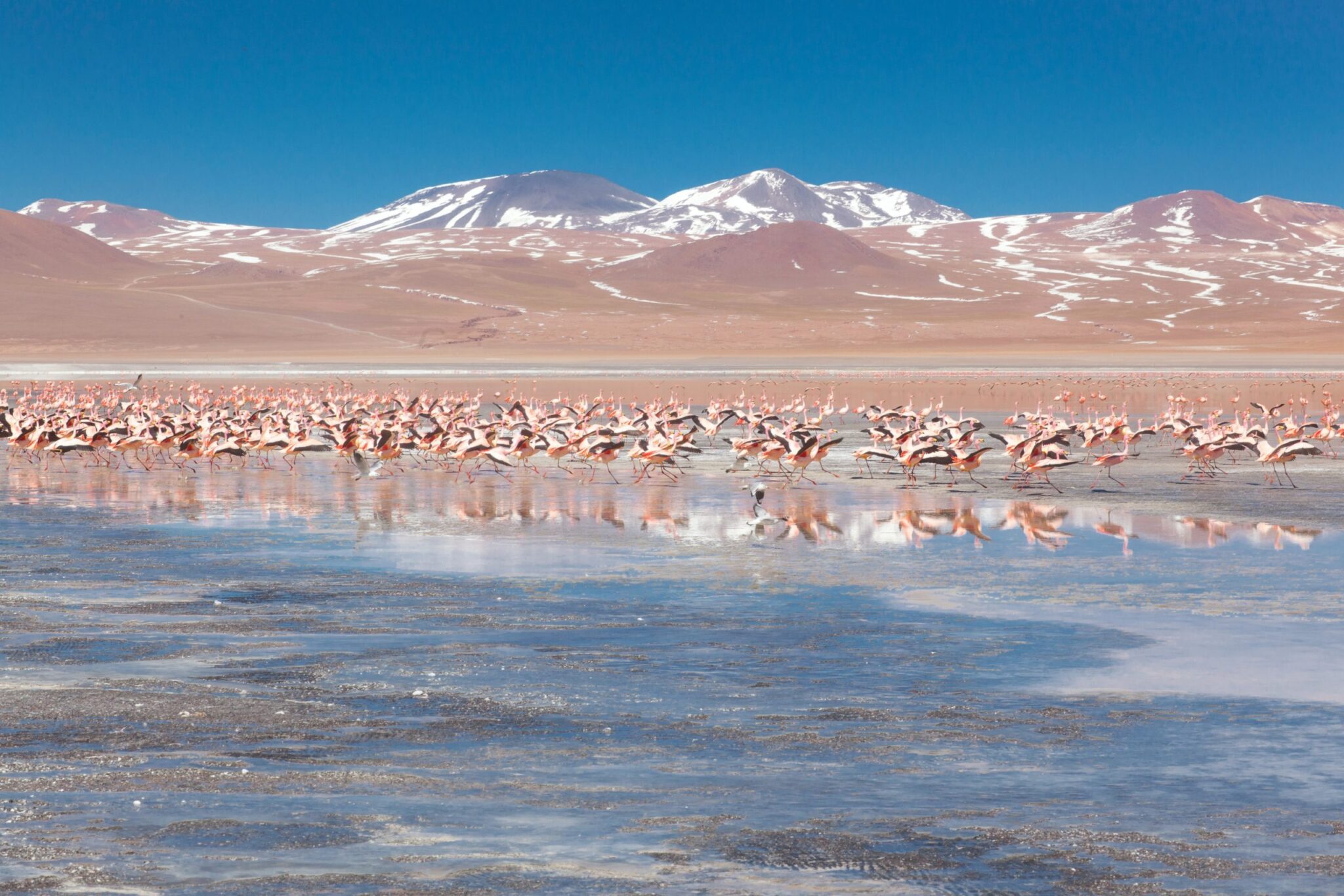 Laguna Colorada