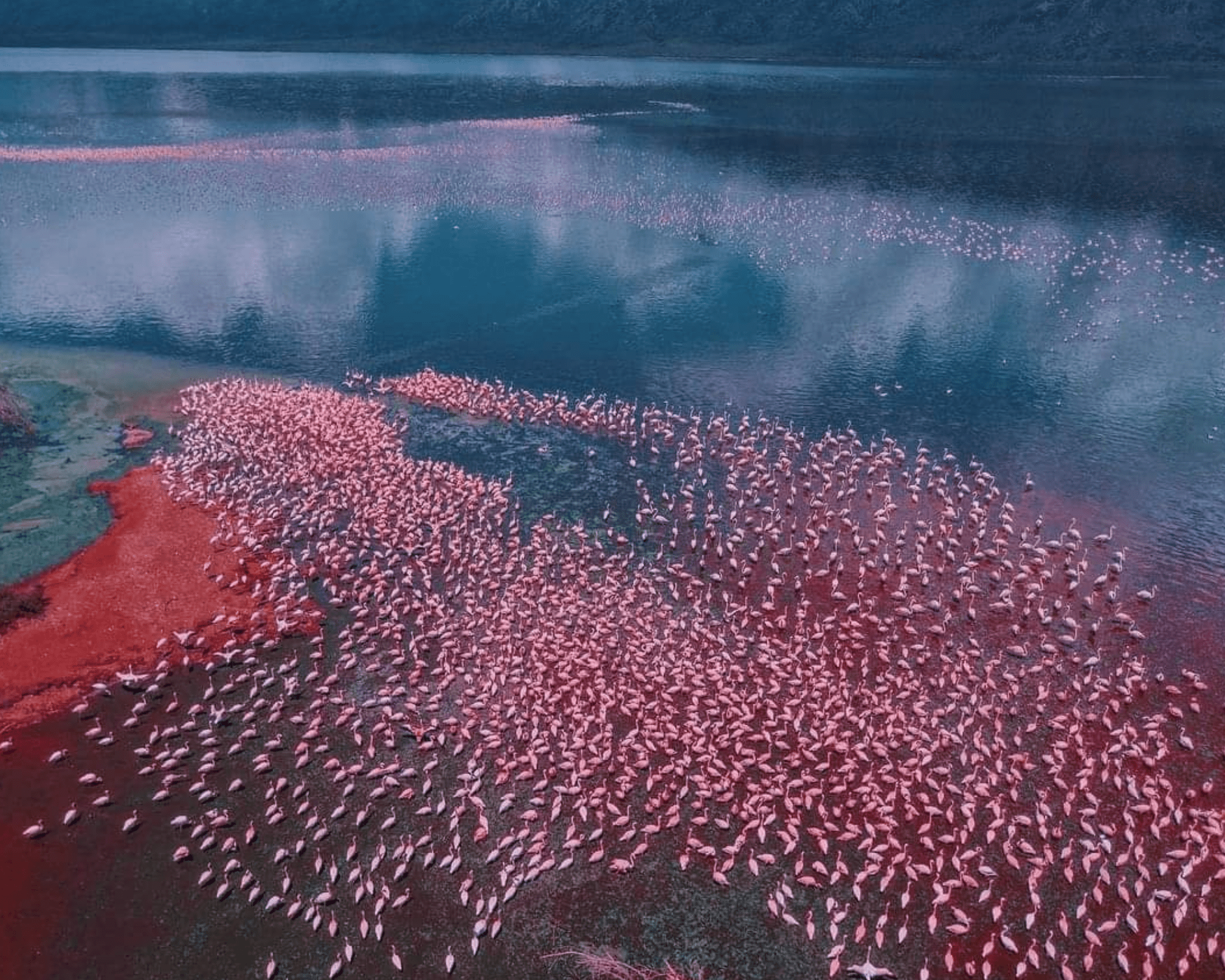 Lake Bogoria