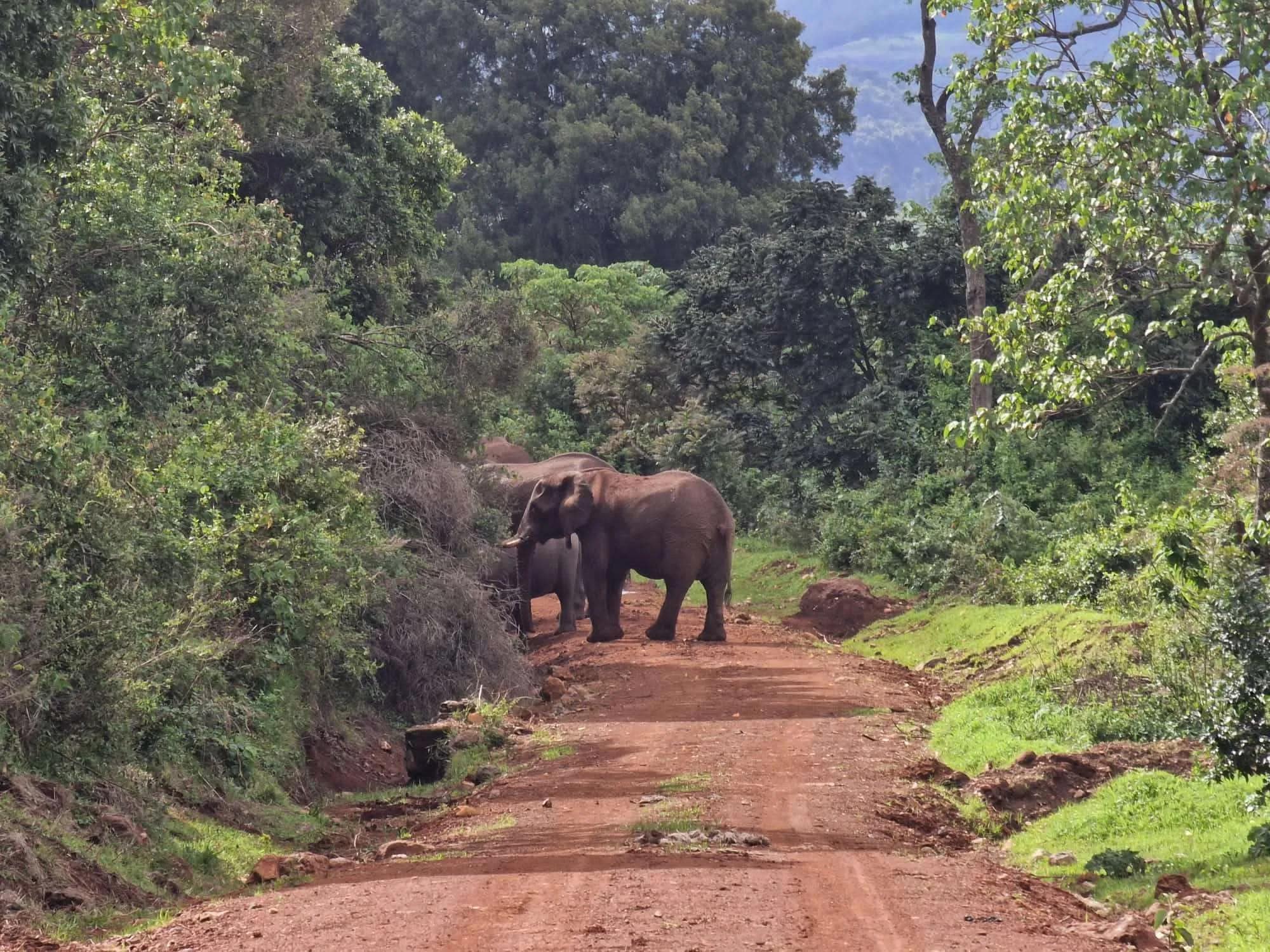 Mount Elgon National Park