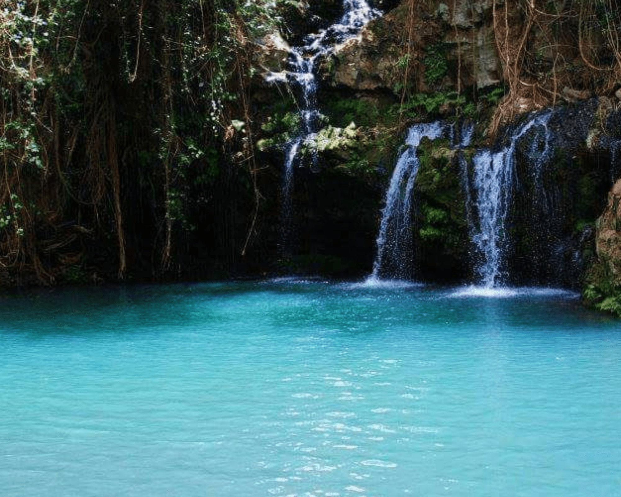 Ngare Ndare Forest