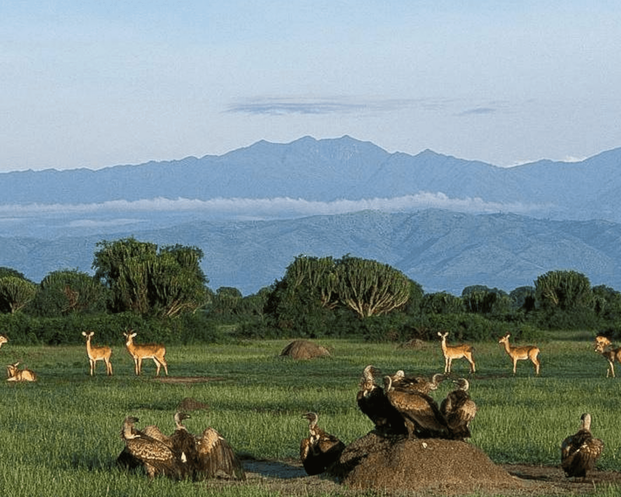 Queen Elizabeth National Park