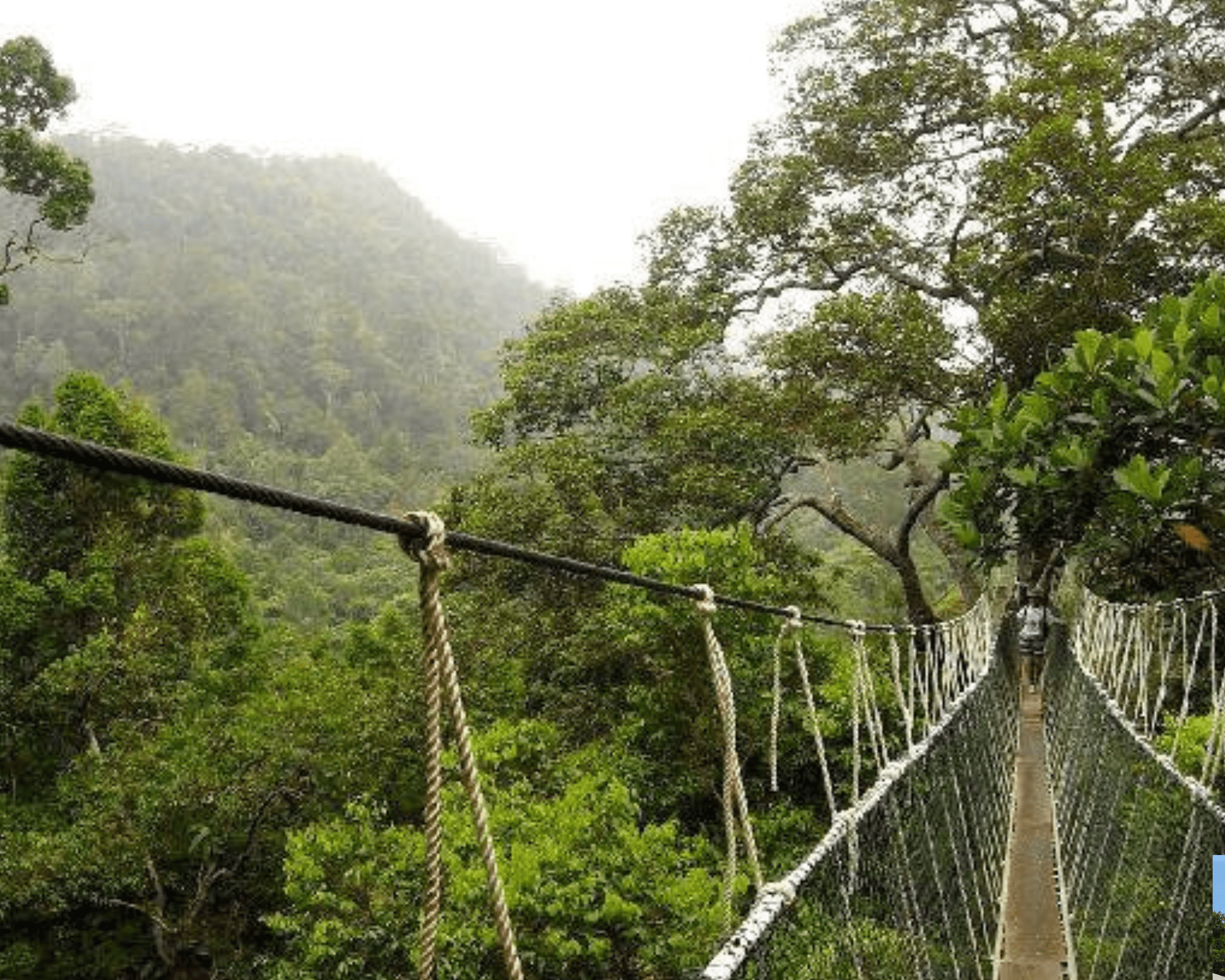 Taman Negara