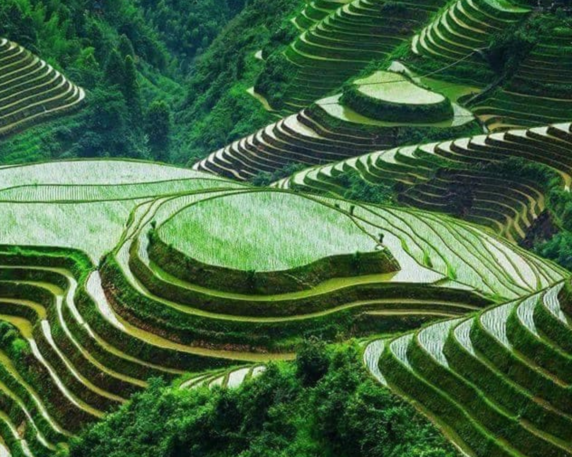 Banaue rice terraces