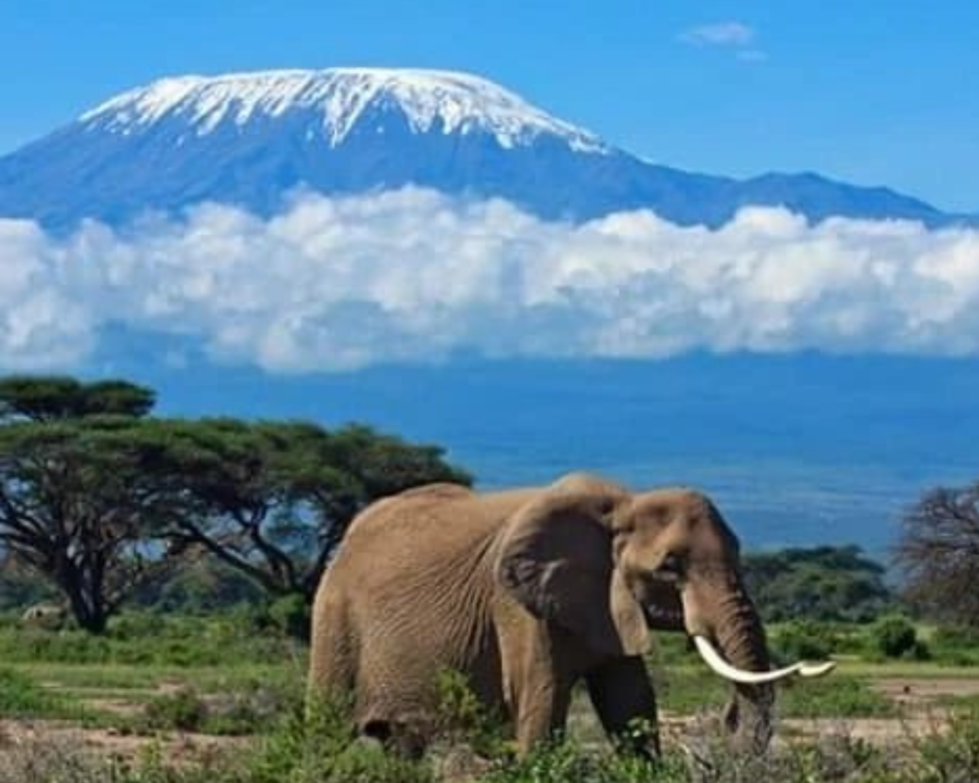 Kilimanjaro