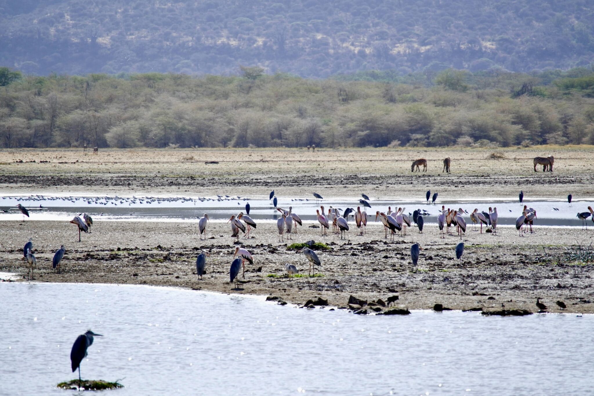 Lake Manyara National Park