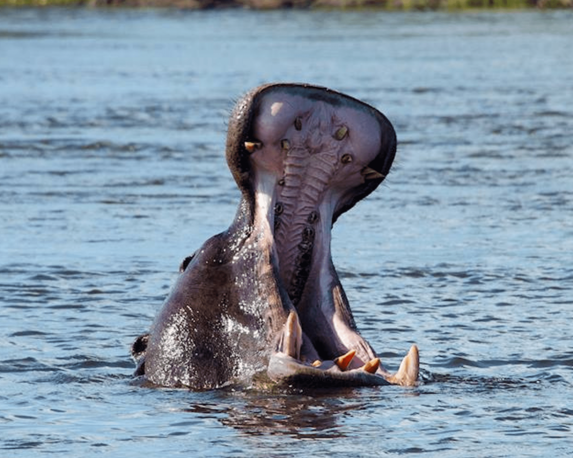 Mosi-oa-Tunya National Park