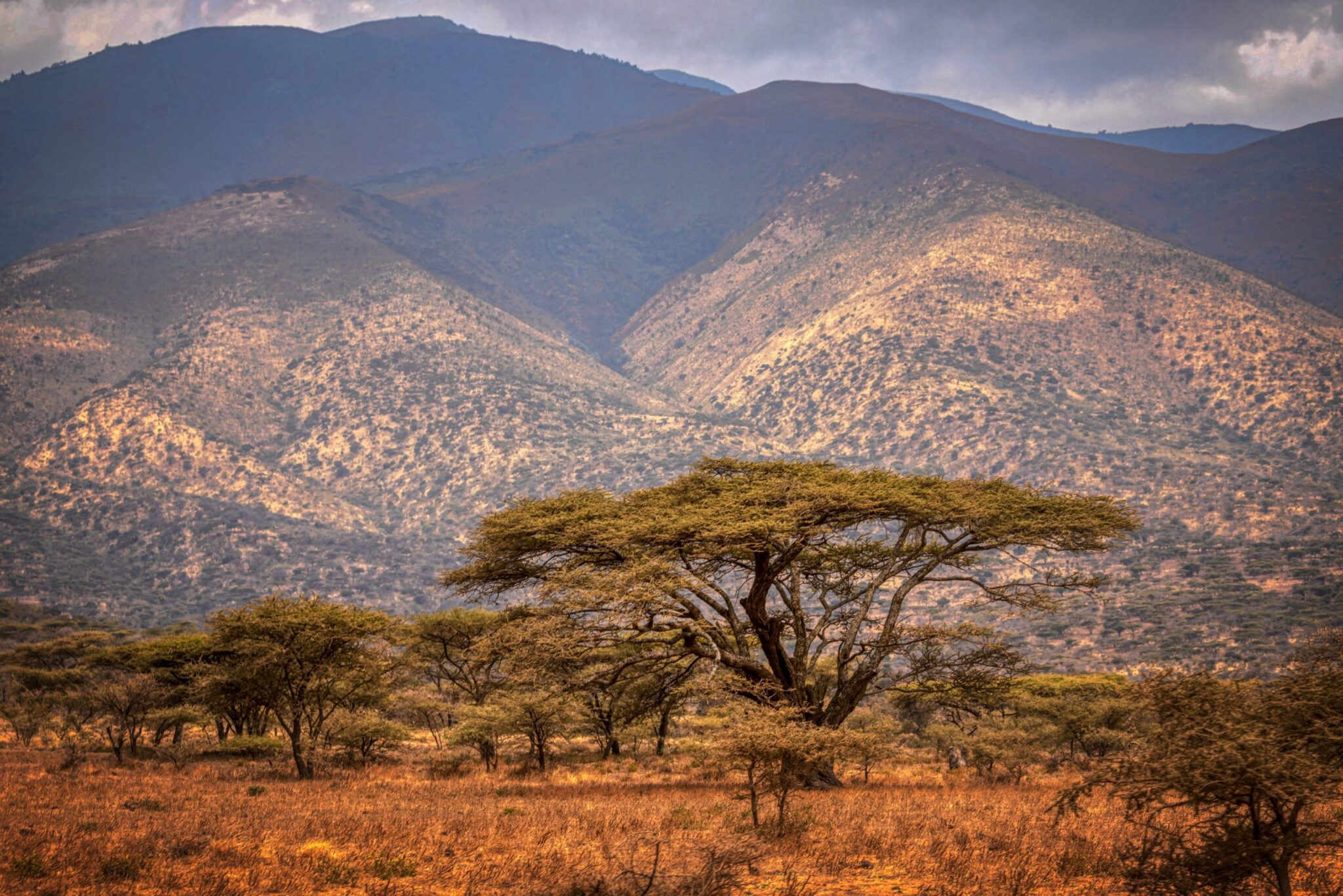 Ngorongoro