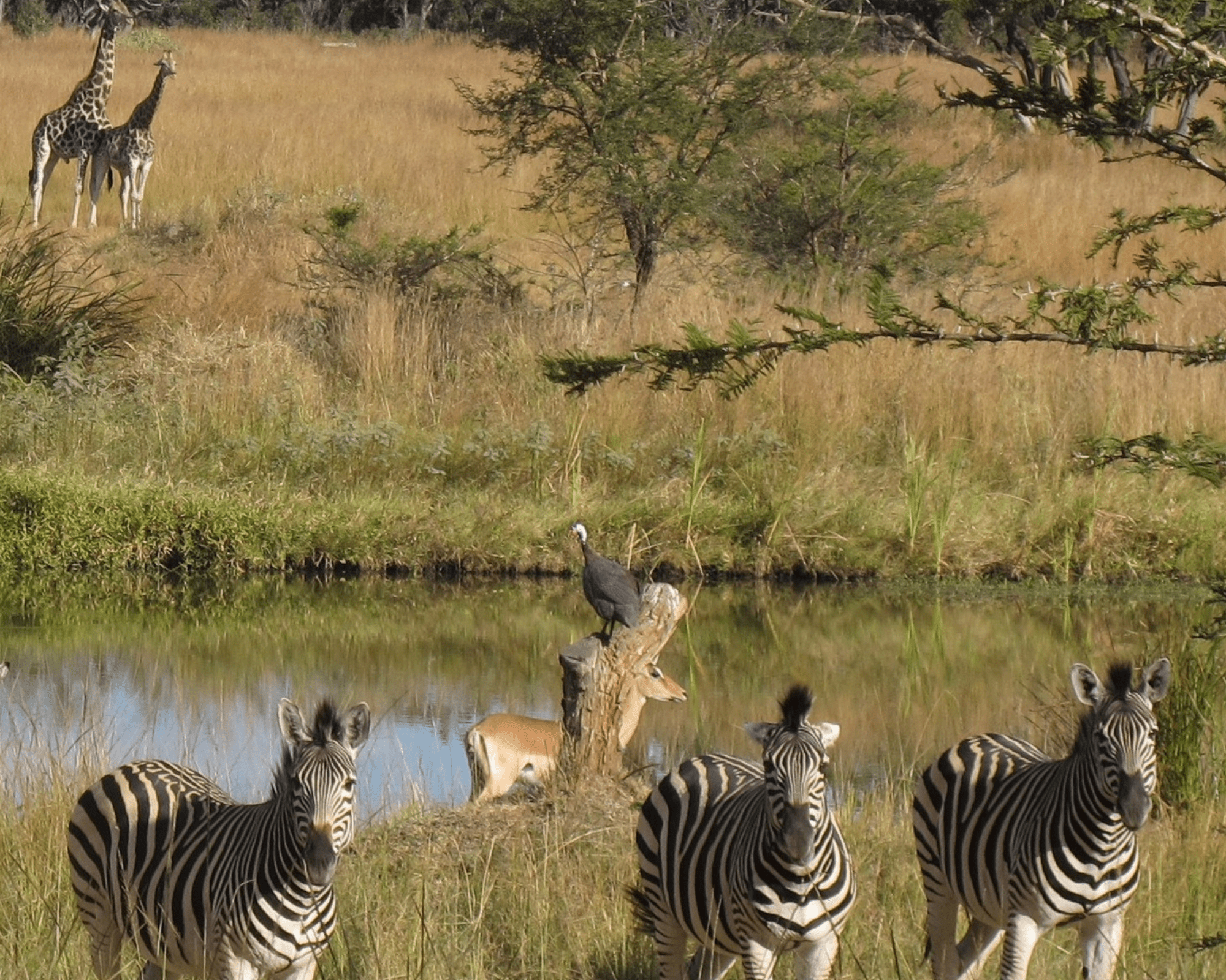 Mukuvisi Woodlands