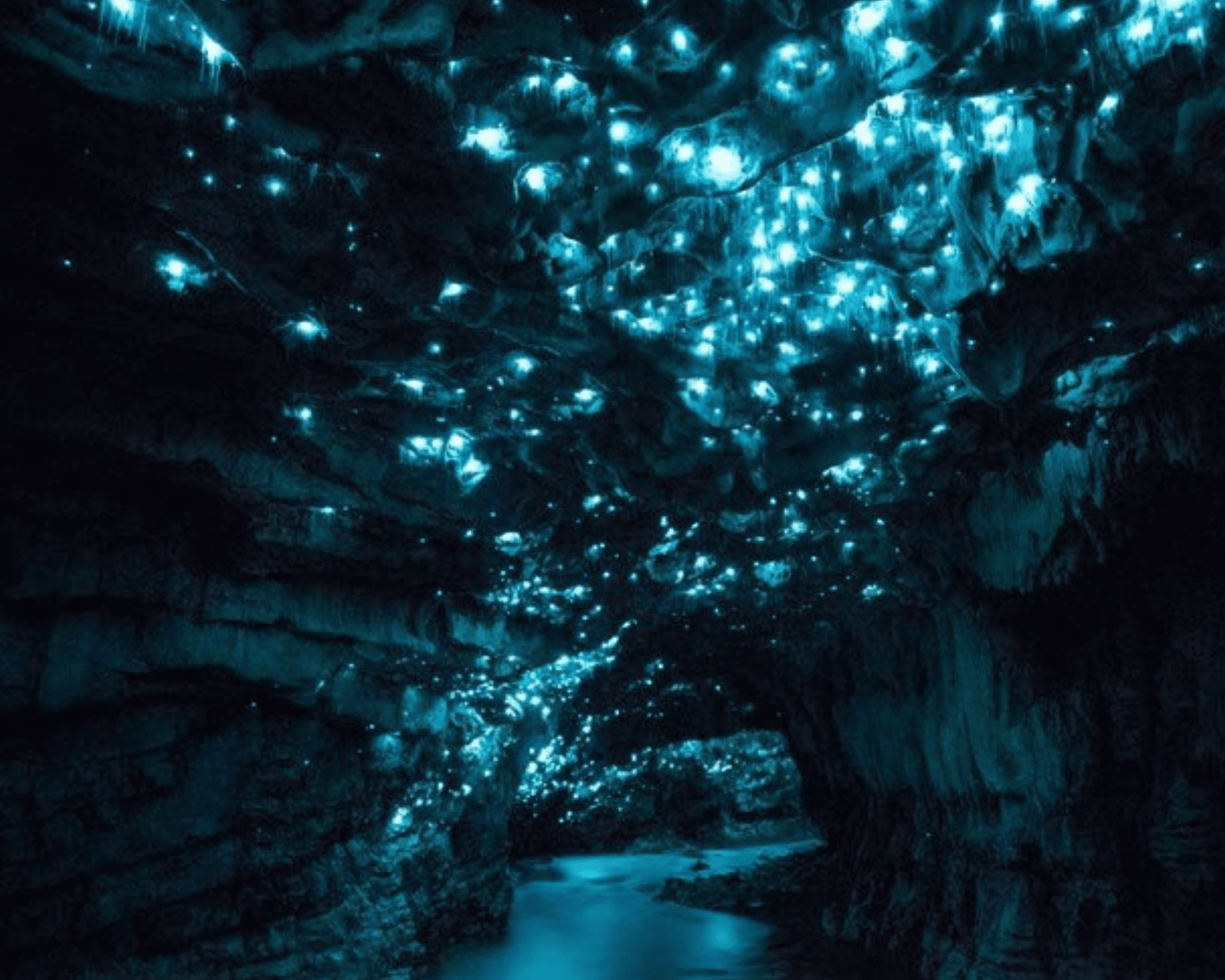 Waitomo Glowworm Caves