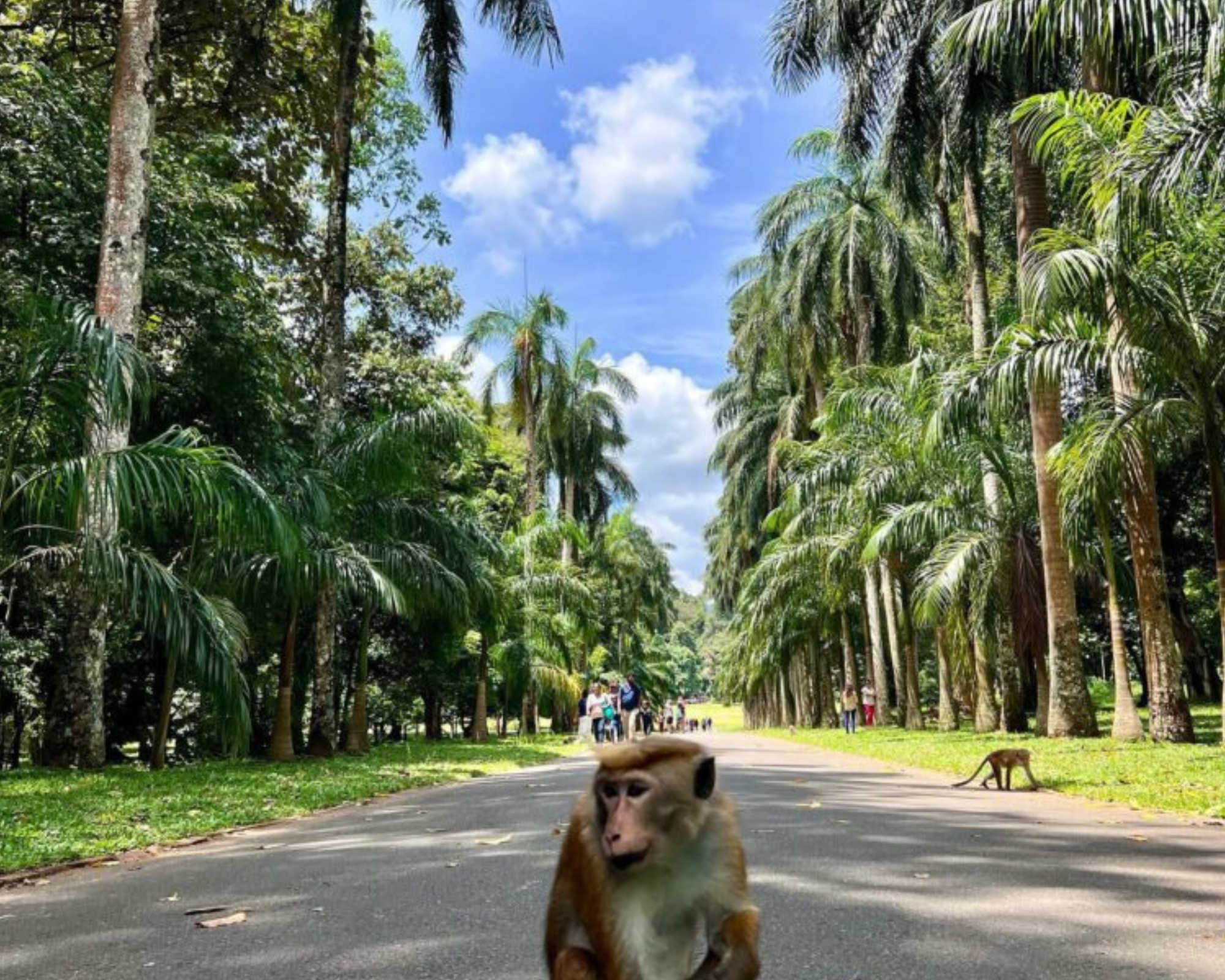 Royal Botanical Garden Peradeniya