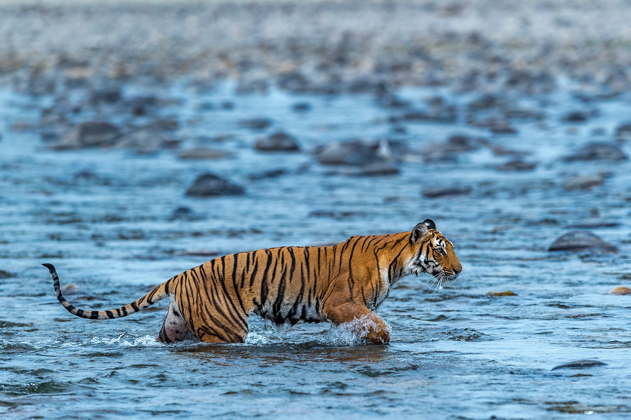 Corbett National Park