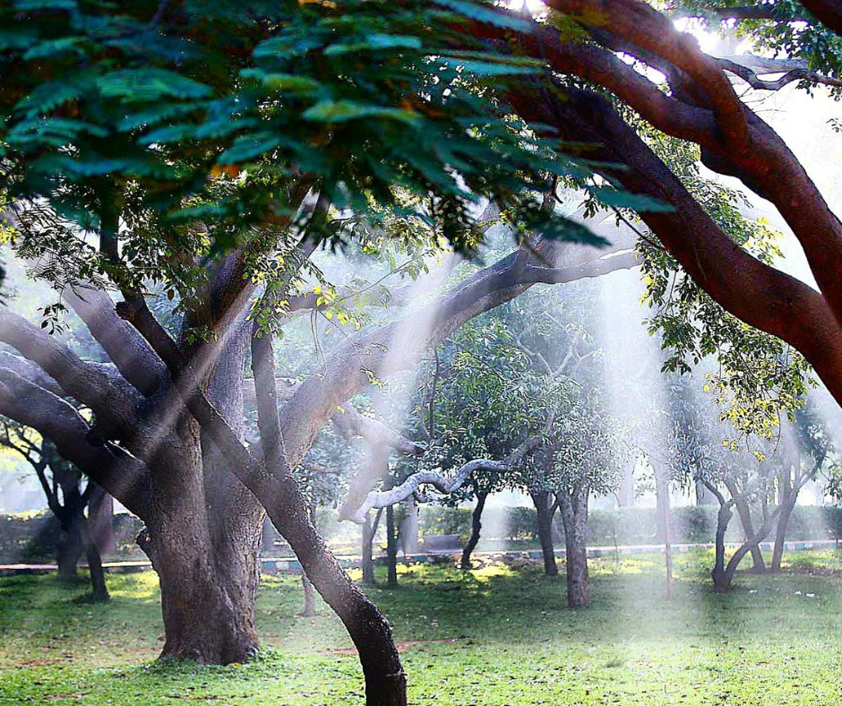 Cubbon Park