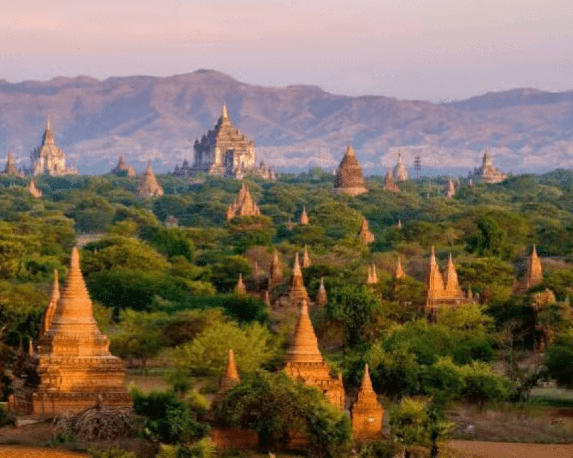 pagoda forest