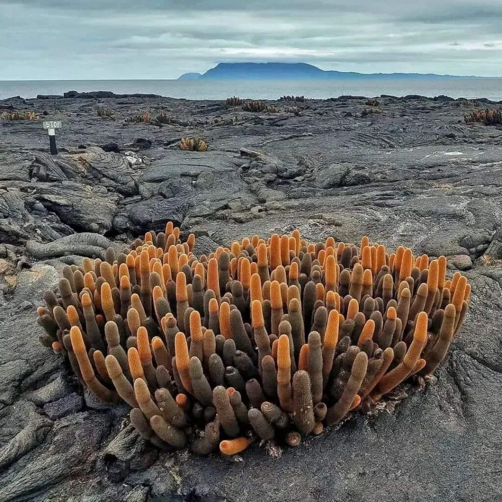 Galapagos plant