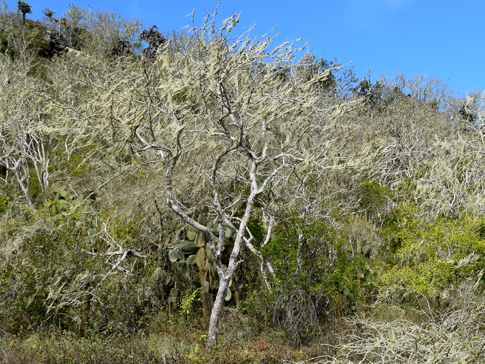 Bursera graveolens Galapagos plant