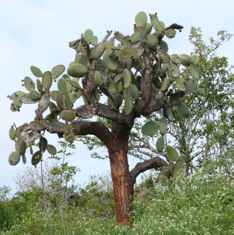 Opuntia echios, tree-shaped prickly pear on Santa Cruz, Galapagos