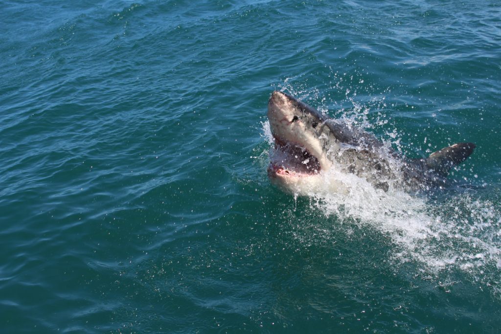 Great white shark the deep sea creatures