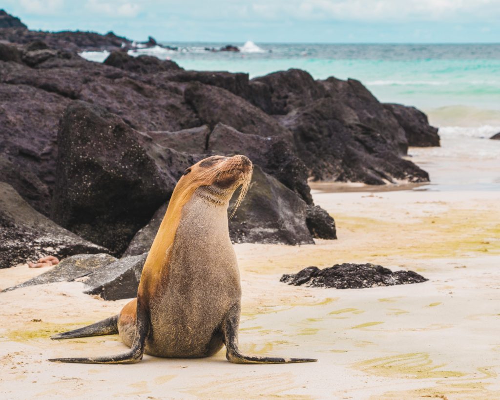 Fauna on Galapagos Islands