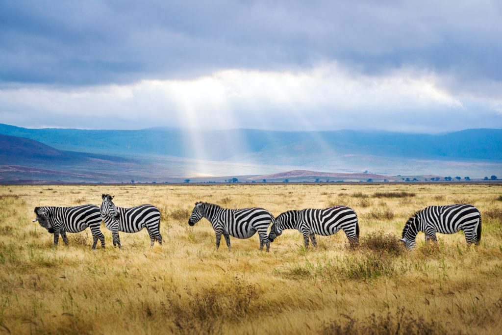 Planning Your Trip to Tanzania Timing Best Tours 2023