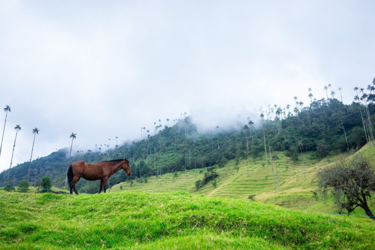 Cocora district of colombia