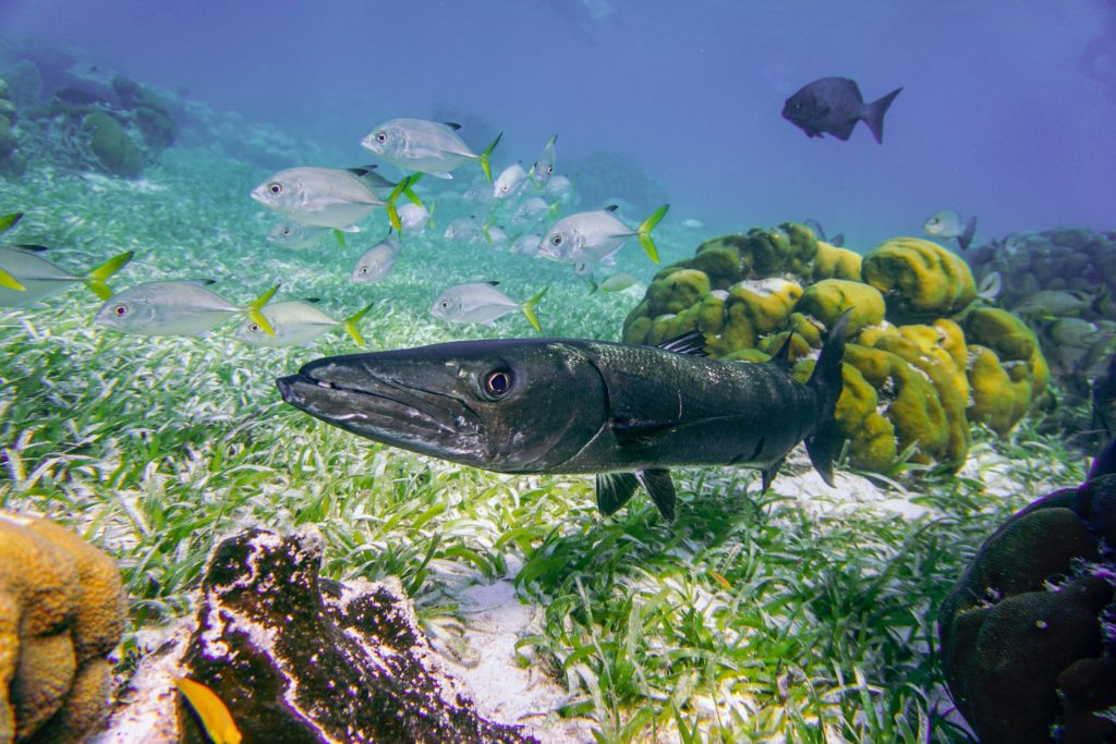 11 most dangerous sea and ocean creatures divers should recognize