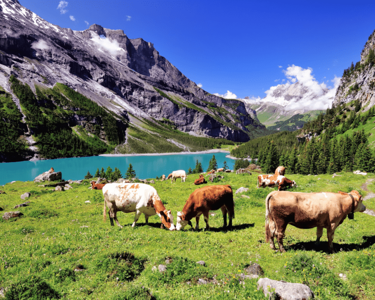 Switzerland travel diaries