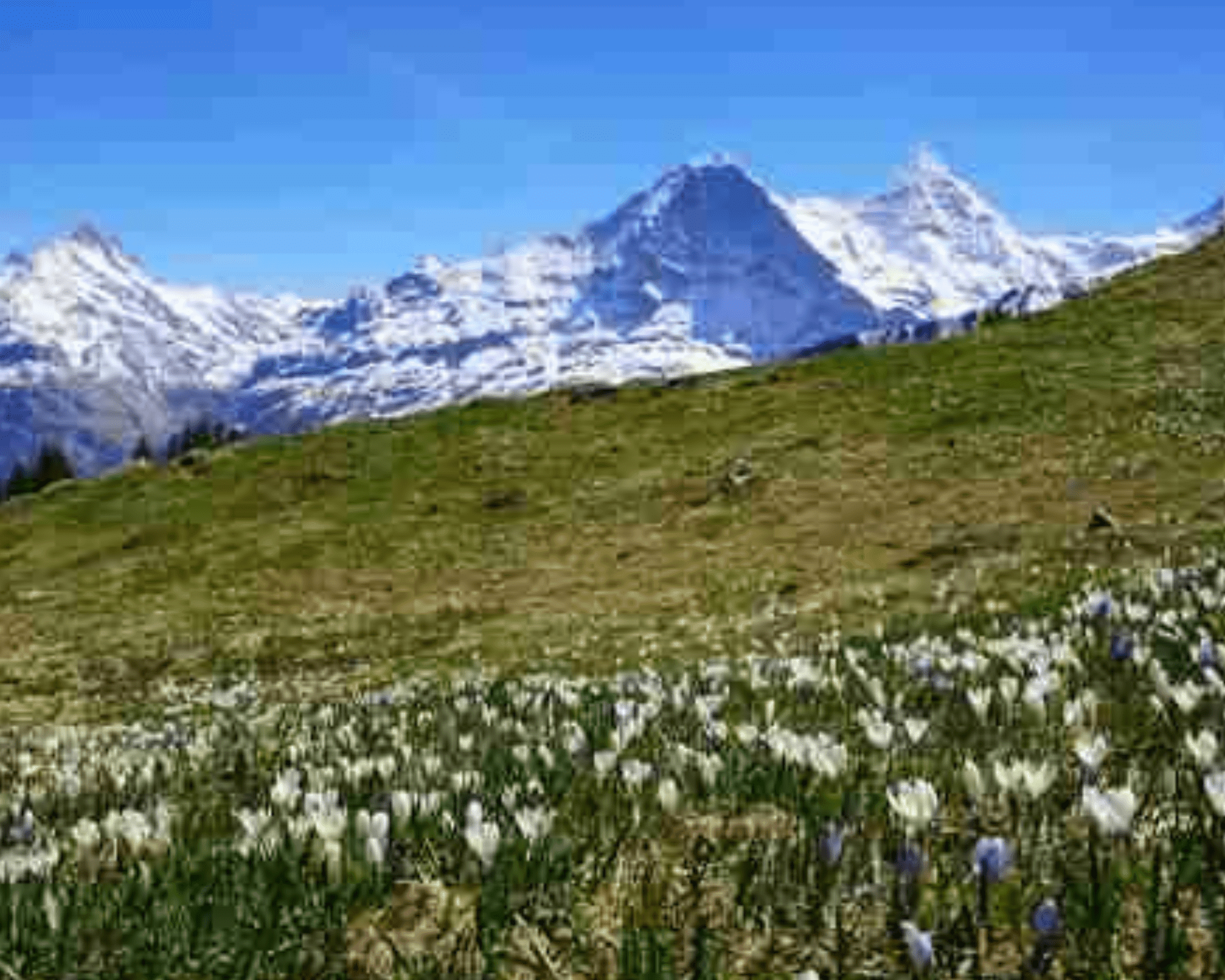 Schynige Platte Botanical Alpine Garden