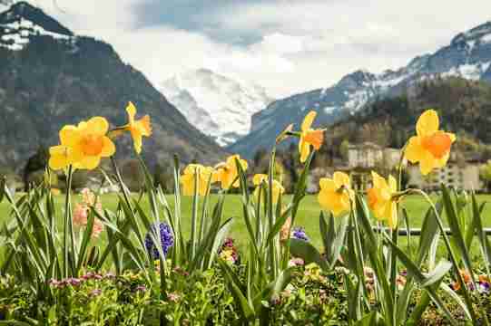 Hohematte Interlaken Switzerland Best 1 day trip visit Lauterbrunnen,Grindelwald,Interlaken
