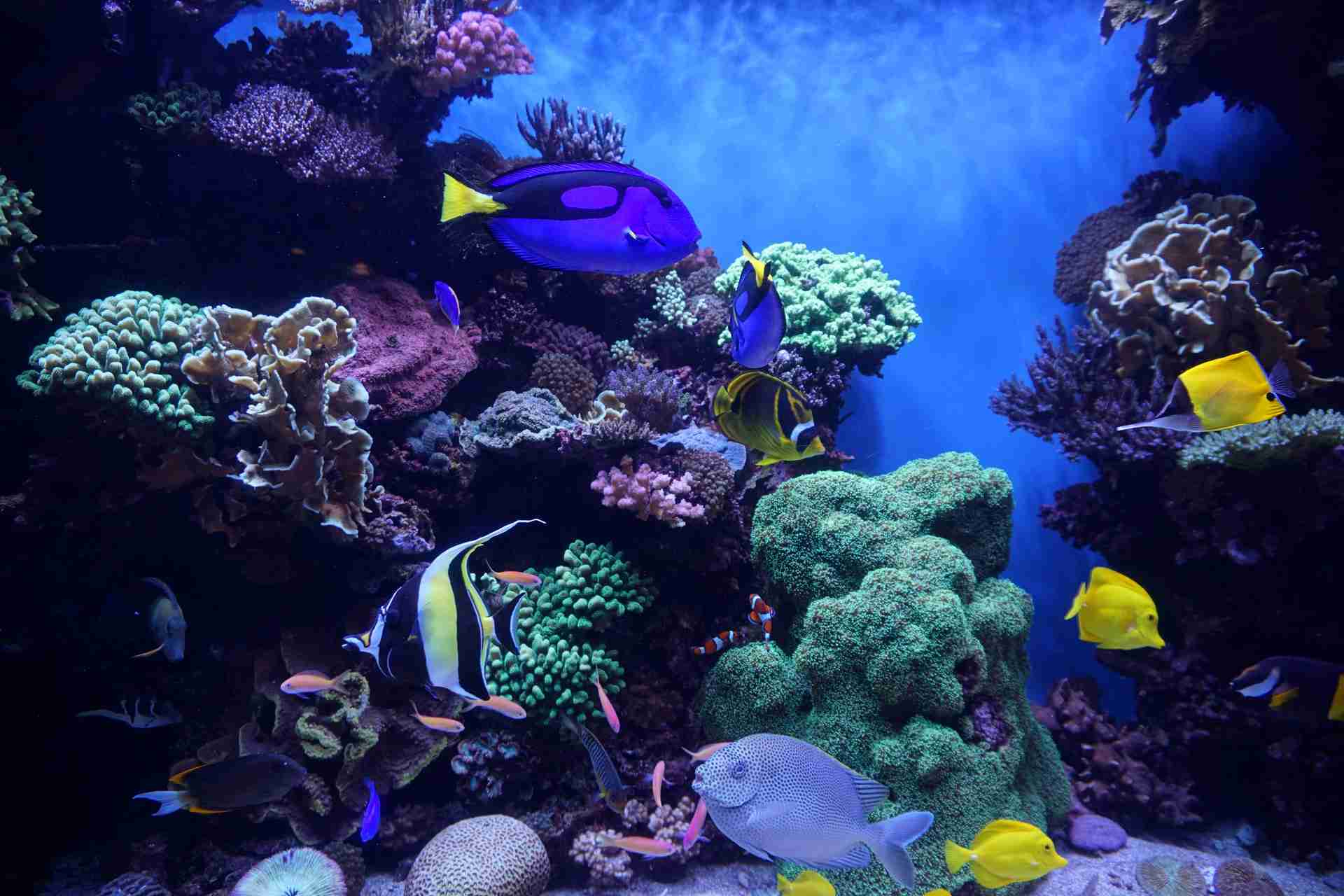 11 best things to do and activities in Lausanne, Switzerland,Aquatis Aquarium Lausanne Switzerland