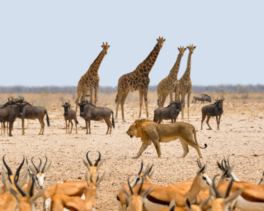 Africa animals