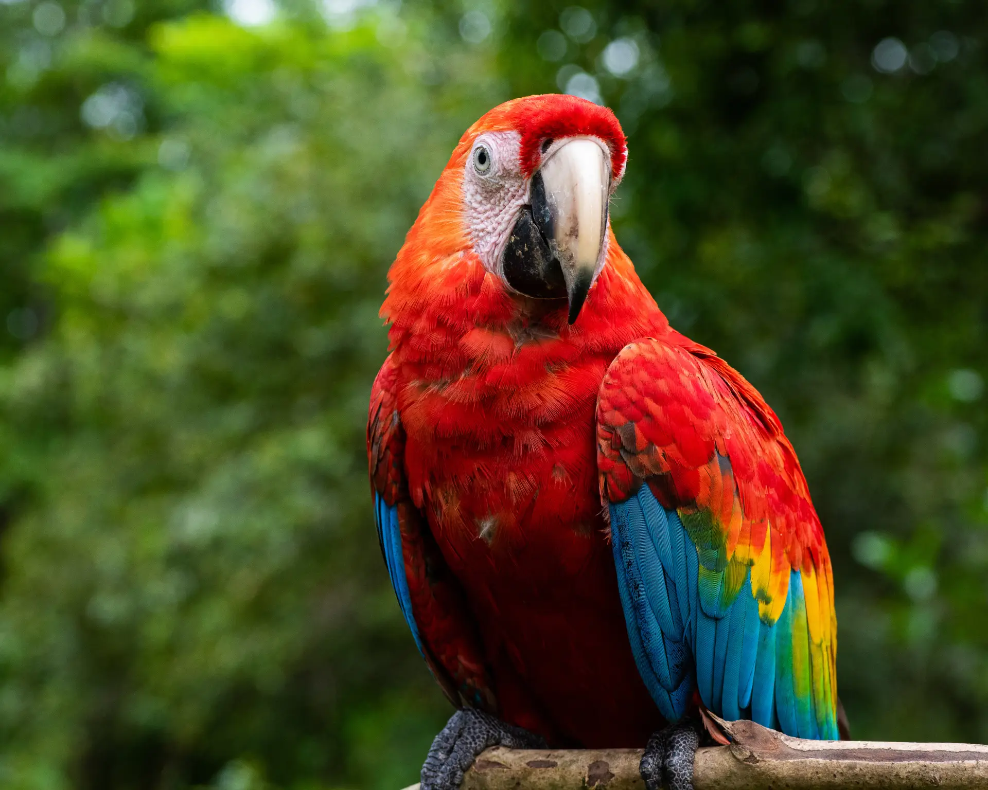 Belize Zoo