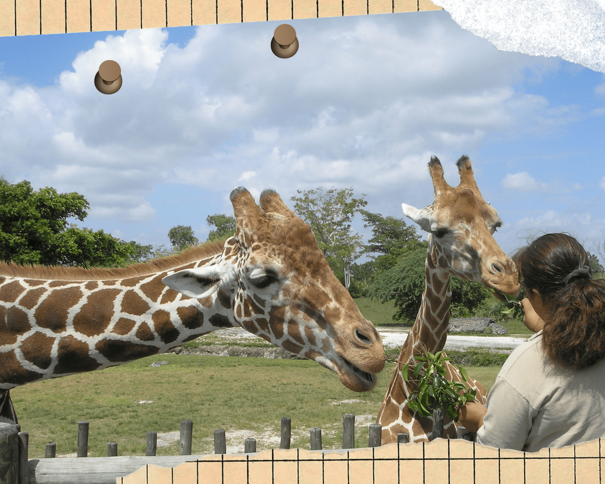 Taronga Zoo